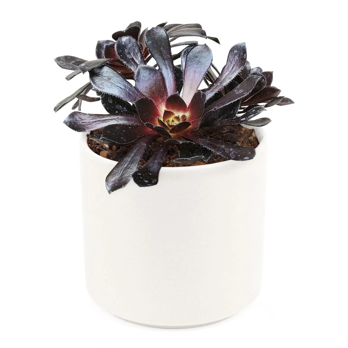 Aeonium Black Rose Zwartkop - Image 11