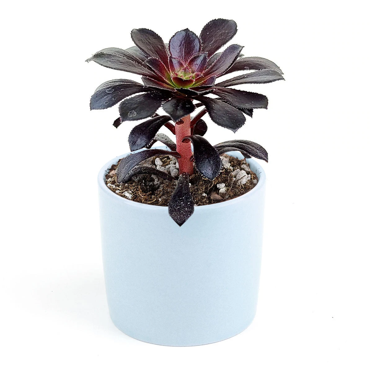 Aeonium Black Rose Zwartkop - Image 12