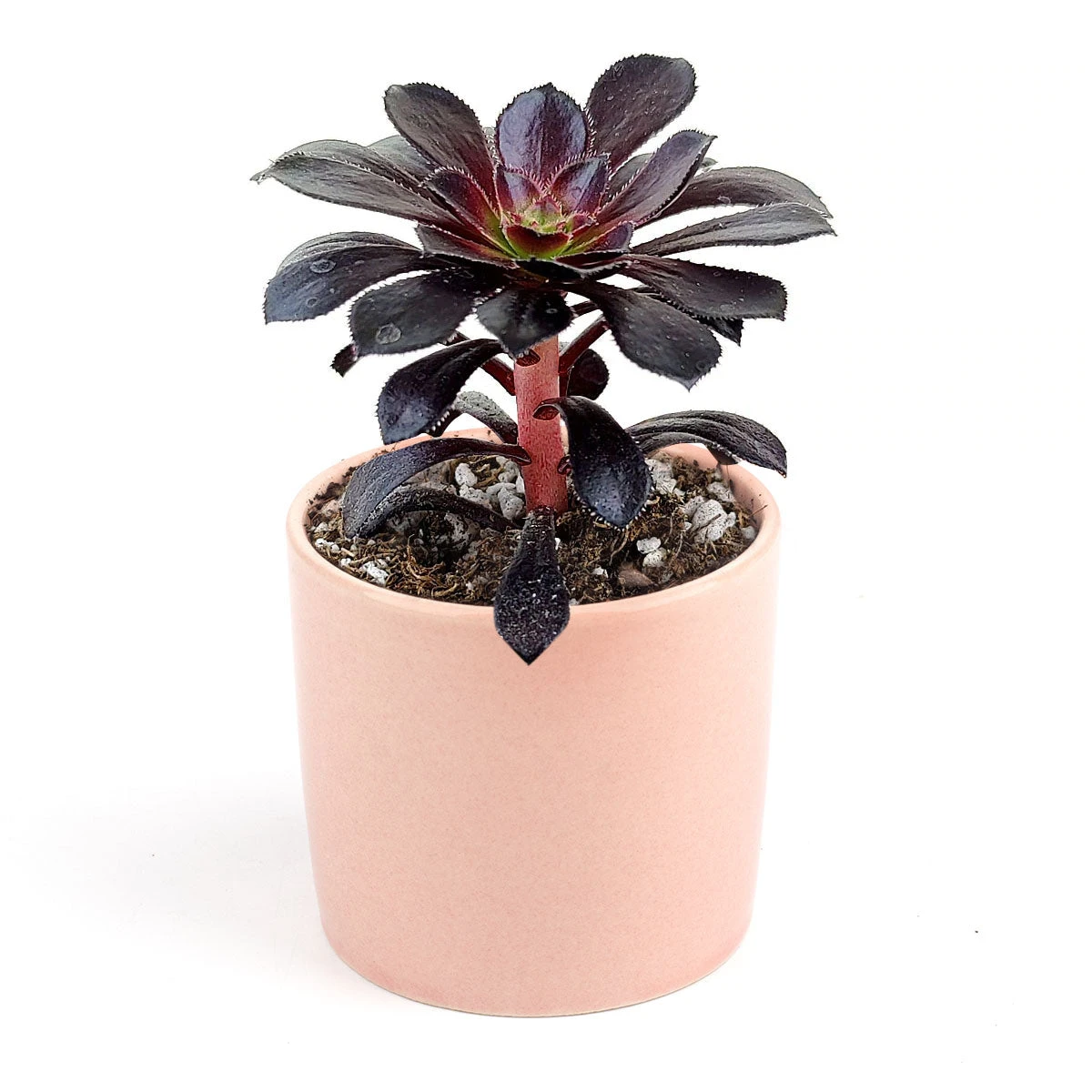Aeonium Black Rose Zwartkop - Image 13