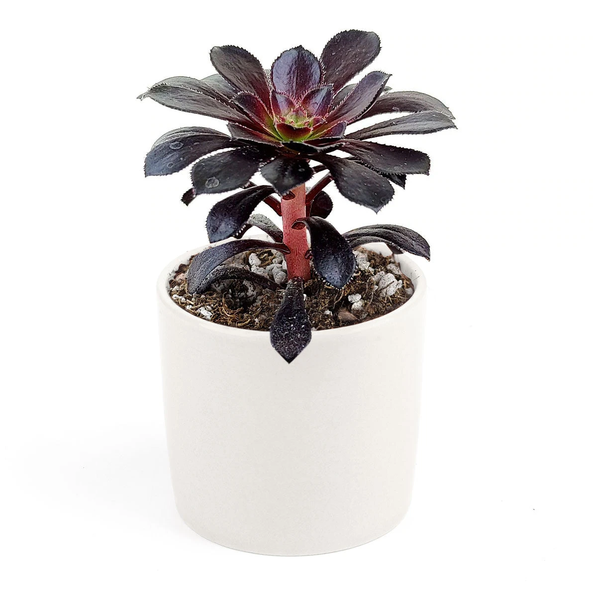 Aeonium Black Rose Zwartkop - Image 14