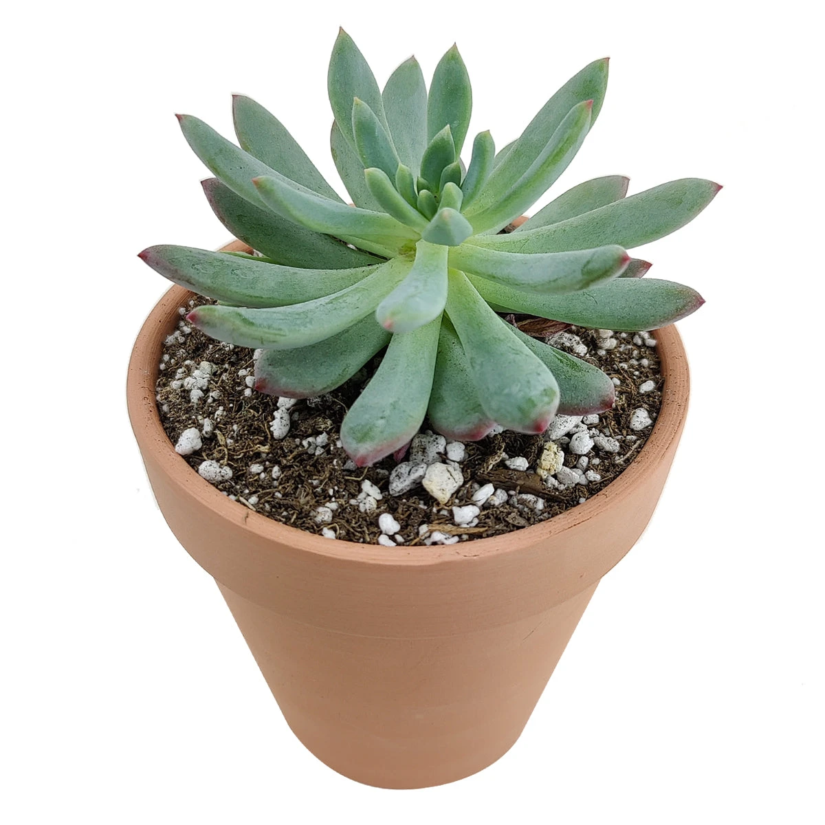 Echeveria Sedeveria Blue Elf - Image 3