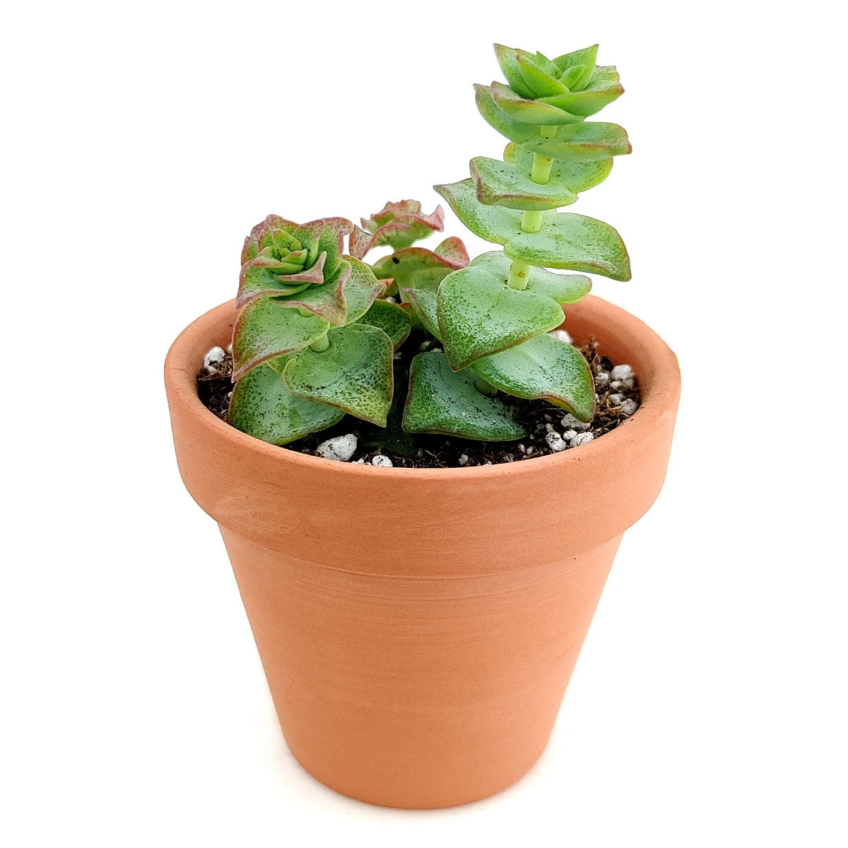 Variegated String Of Buttons - Image 6