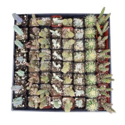Cactus Wedding And Party Favors Tray
