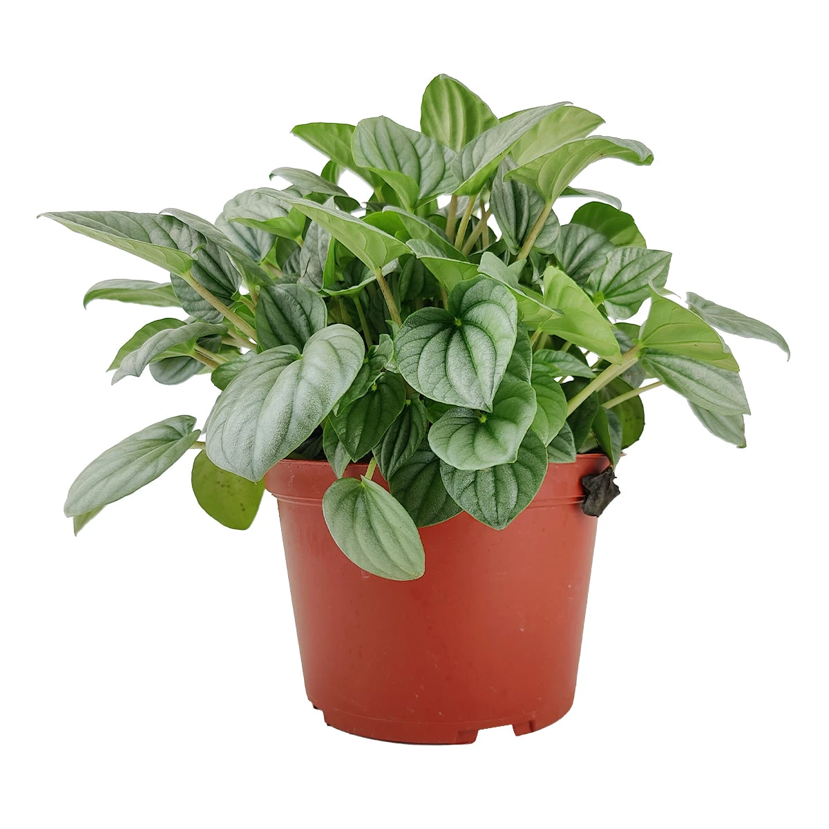 Peperomia Frost - Image 5