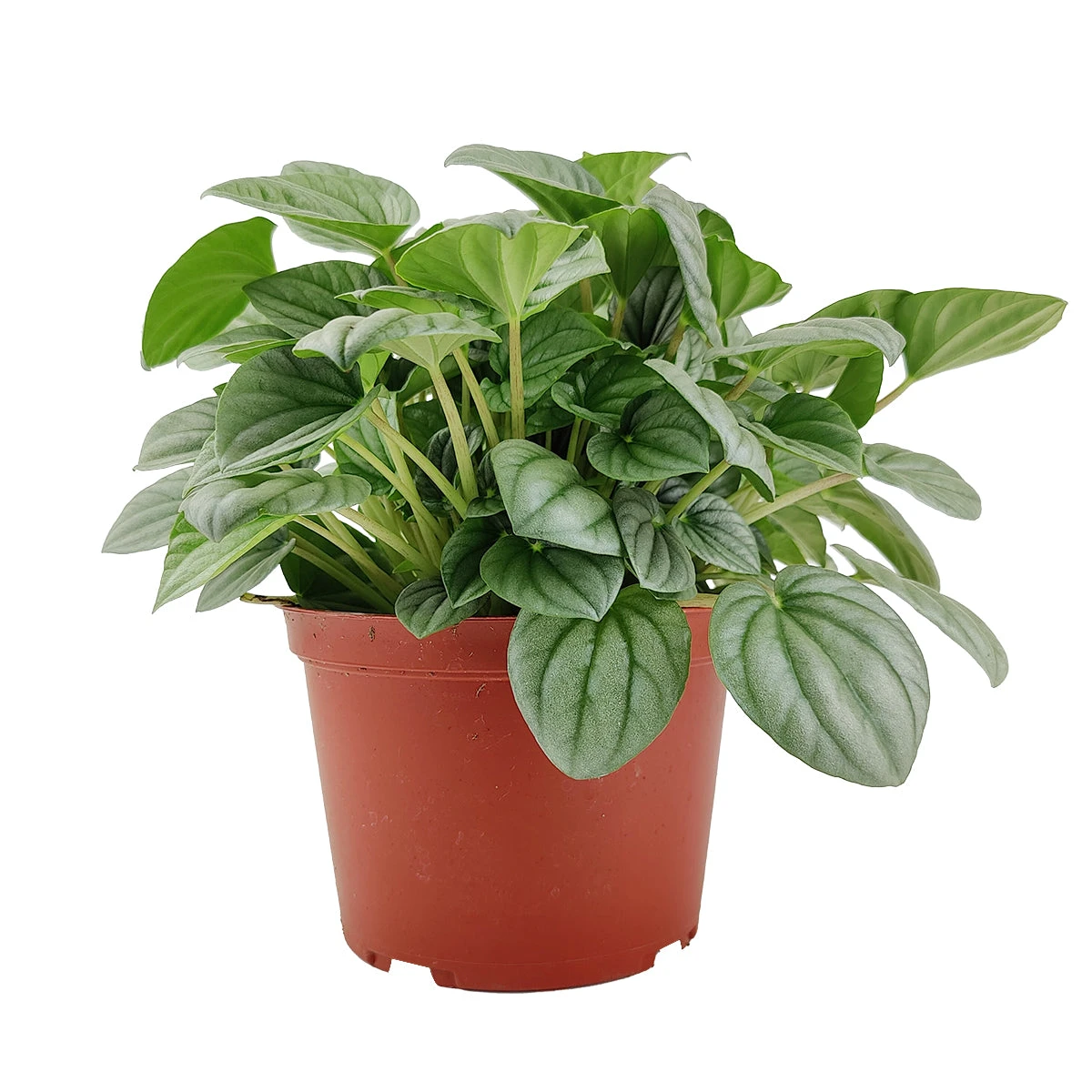 Peperomia Frost - Image 6