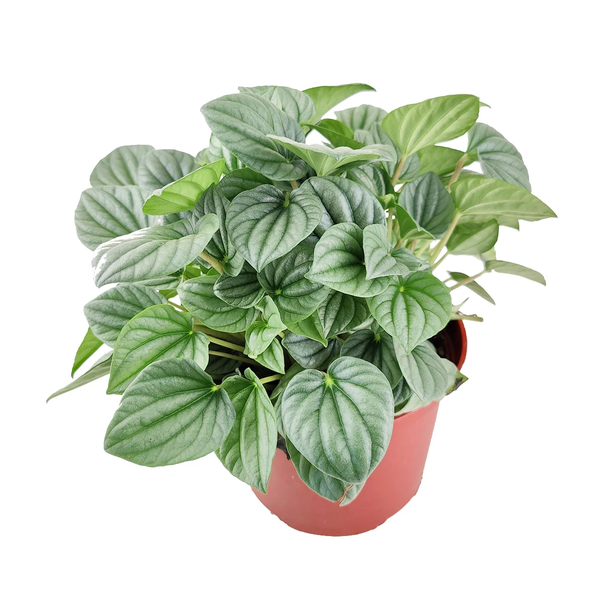Peperomia Frost - Image 7