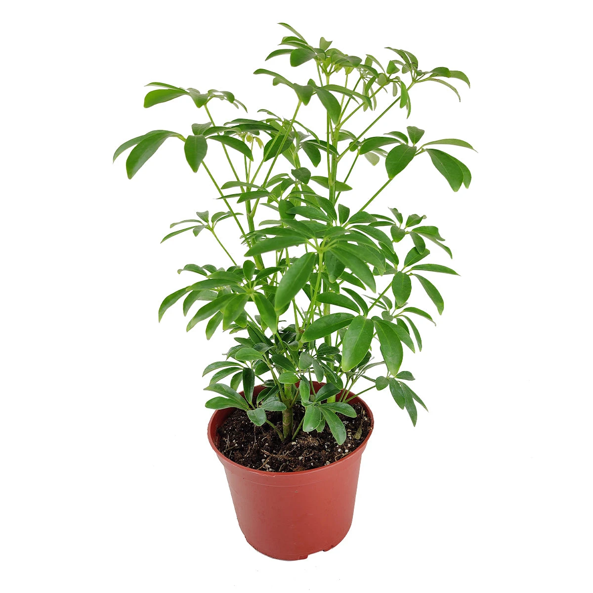 Schefflera Arboricola - Image 4