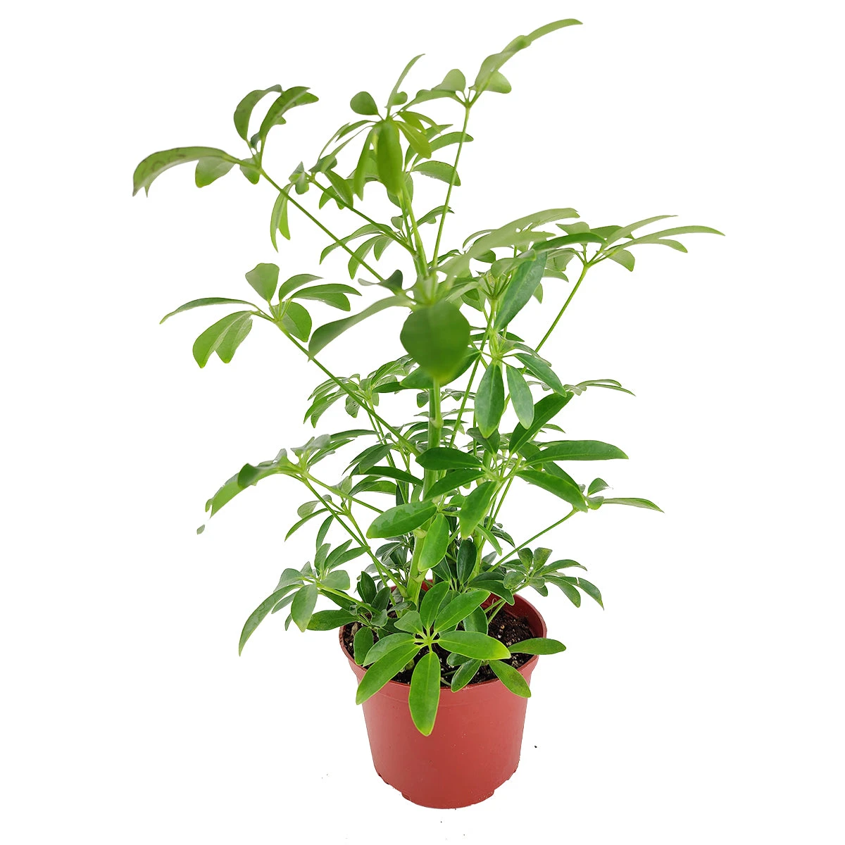 Schefflera Arboricola - Image 5