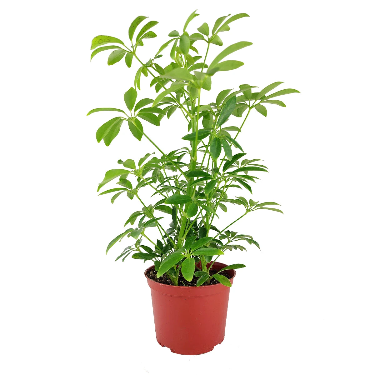 Schefflera Arboricola - Image 6