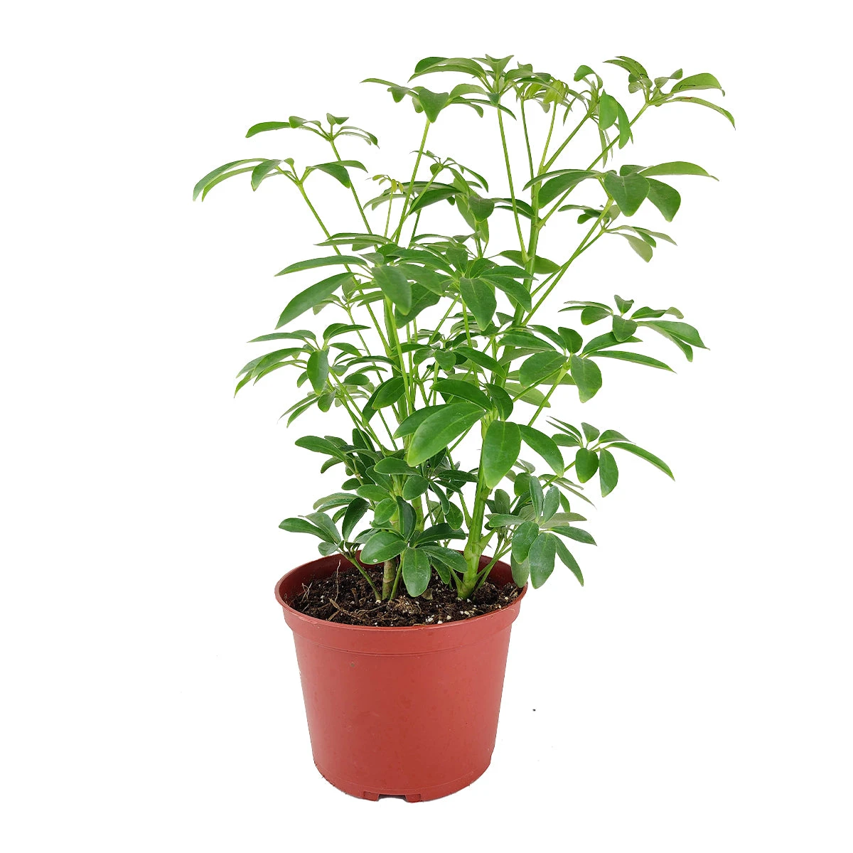 Schefflera Arboricola - Image 7
