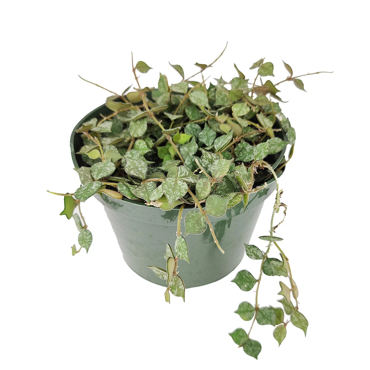 Hoya Curtisii - Image 7