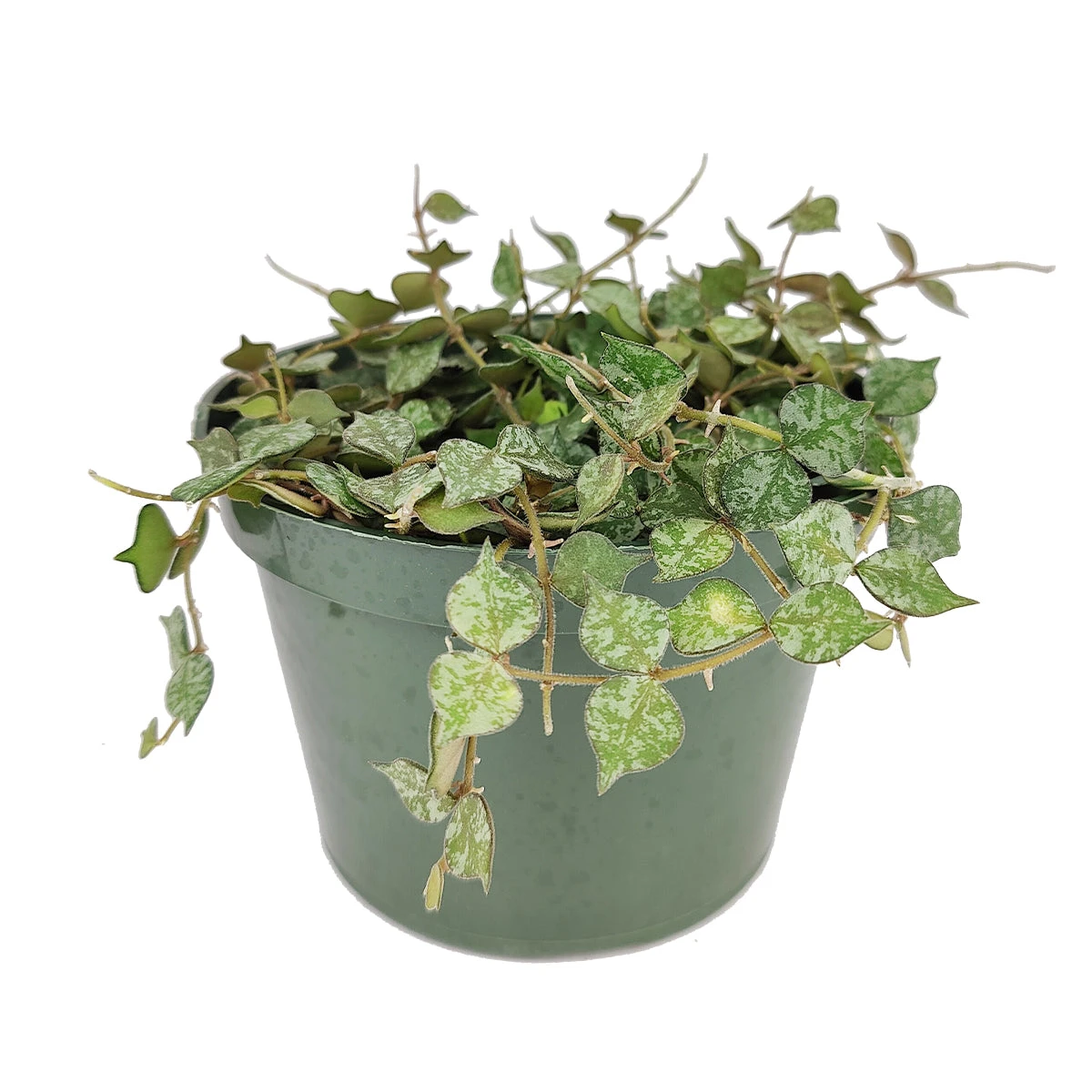 Hoya Curtisii - Image 8