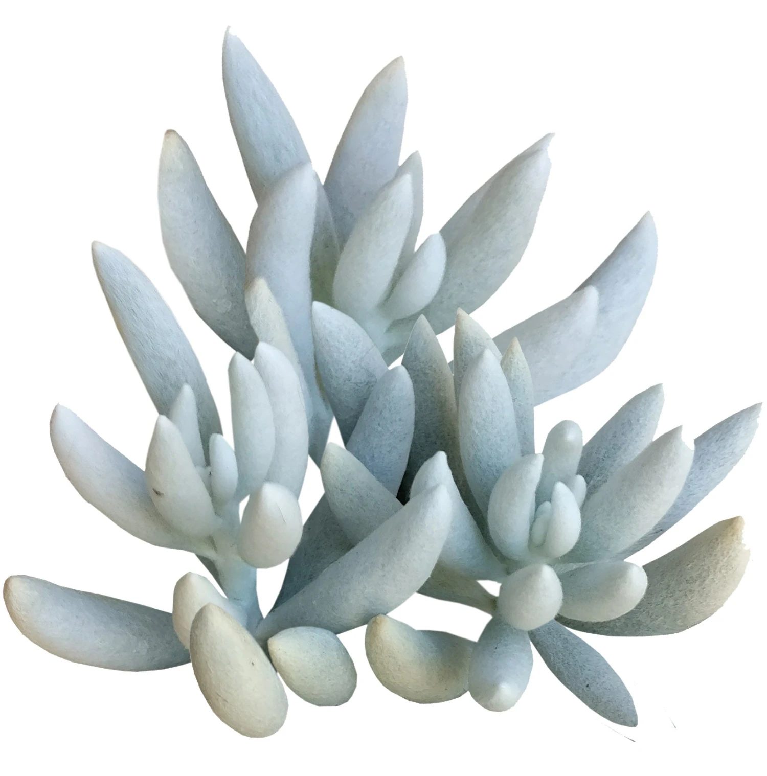 Senecio Cocoon Plant - Image 2