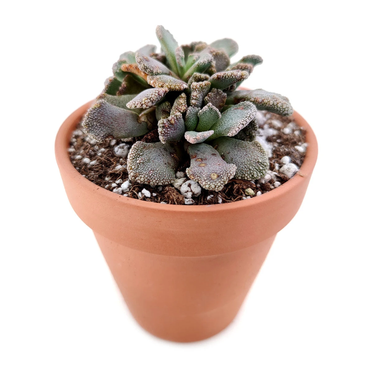 Concrete Leaf Titanopsis Calcarea - Image 3