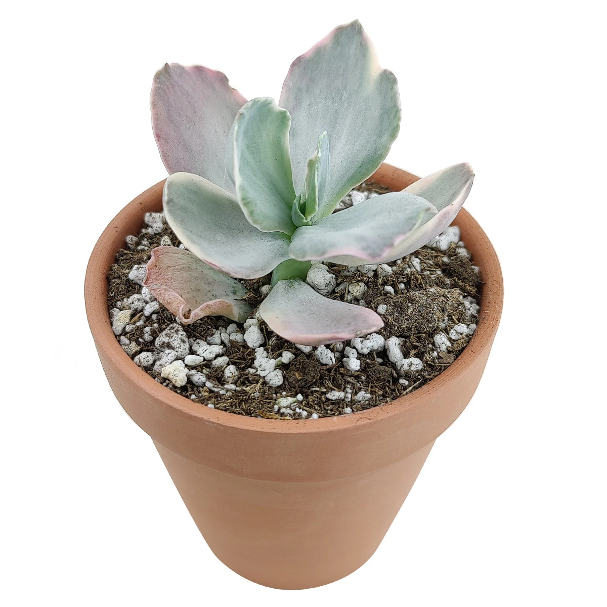 Echeveria Decora Variegated - Image 2