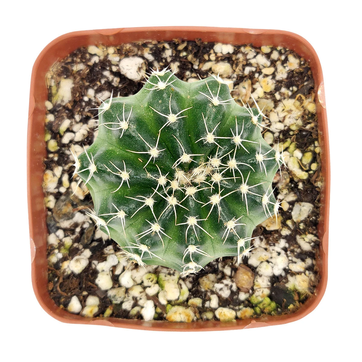 Echinocereus Pulchellus Var Acanthosetus Cactus - Image 2