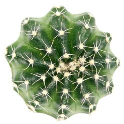 Echinocereus Pulchellus Var Acanthosetus Cactus