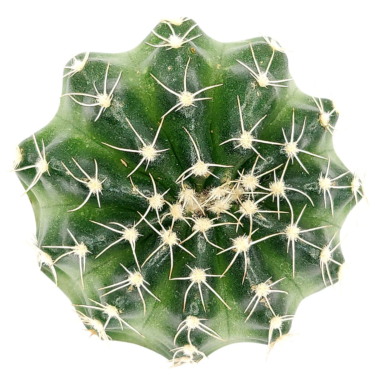 Echinocereus Pulchellus Var Acanthosetus Cactus