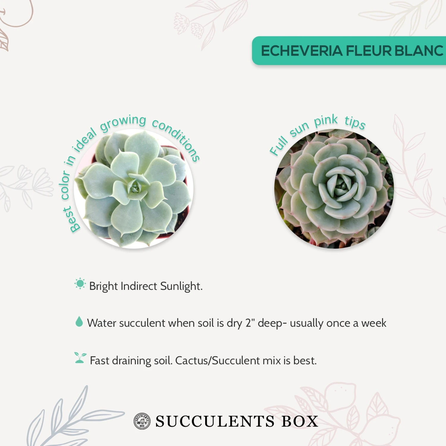 Echeveria Fleur Blanc - Image 5