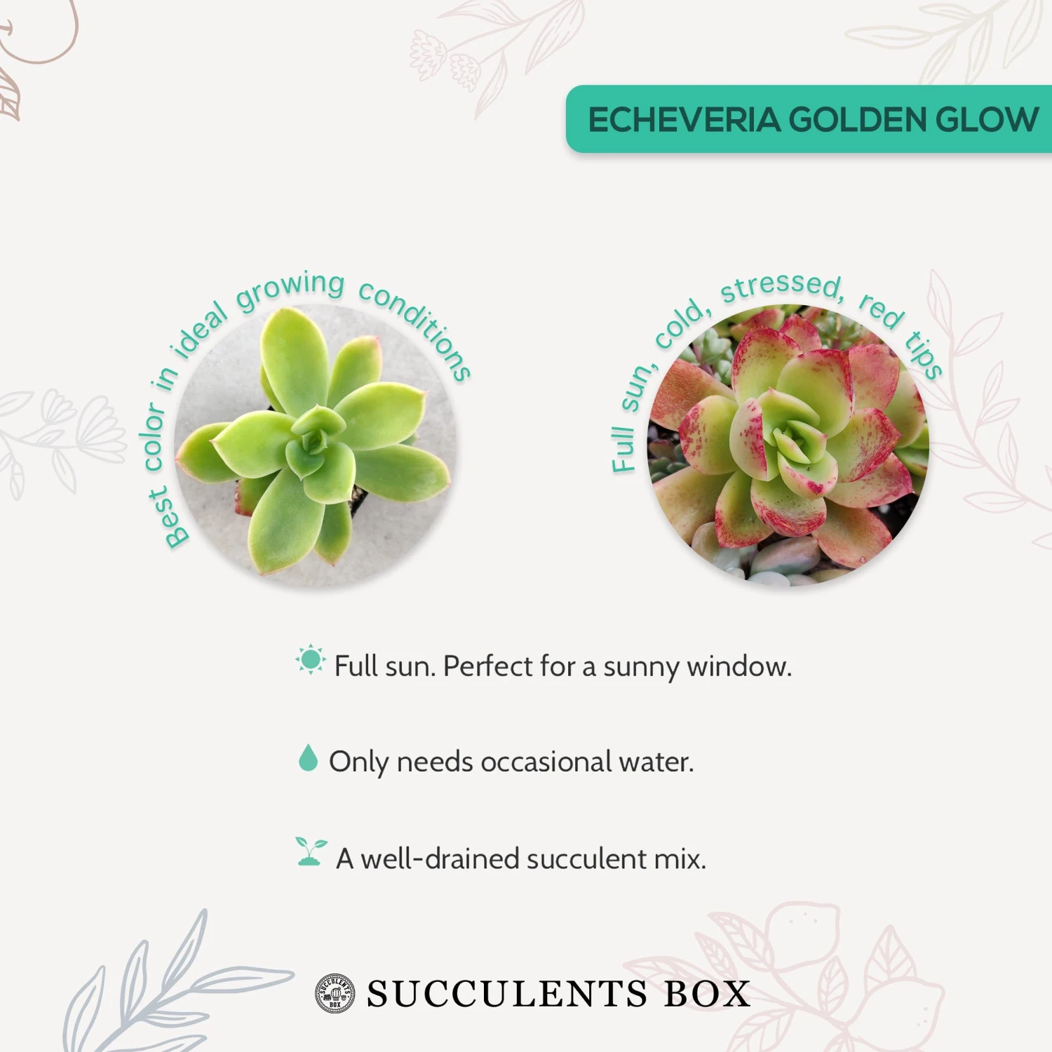 Echeveria Golden Glow - Image 6
