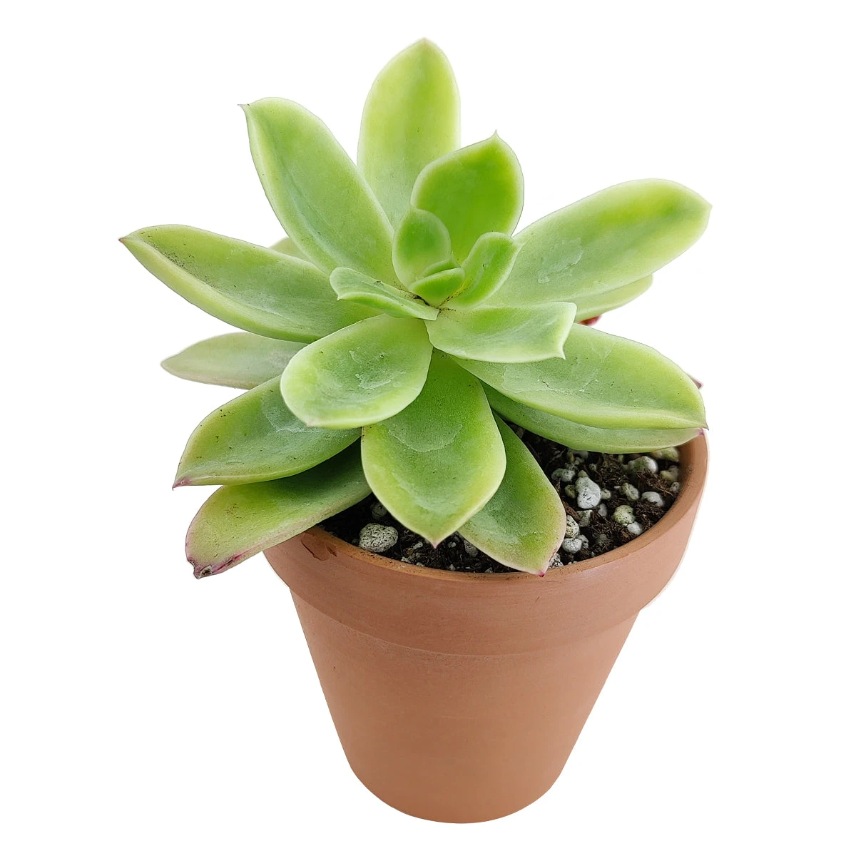 Echeveria Golden Glow - Image 5