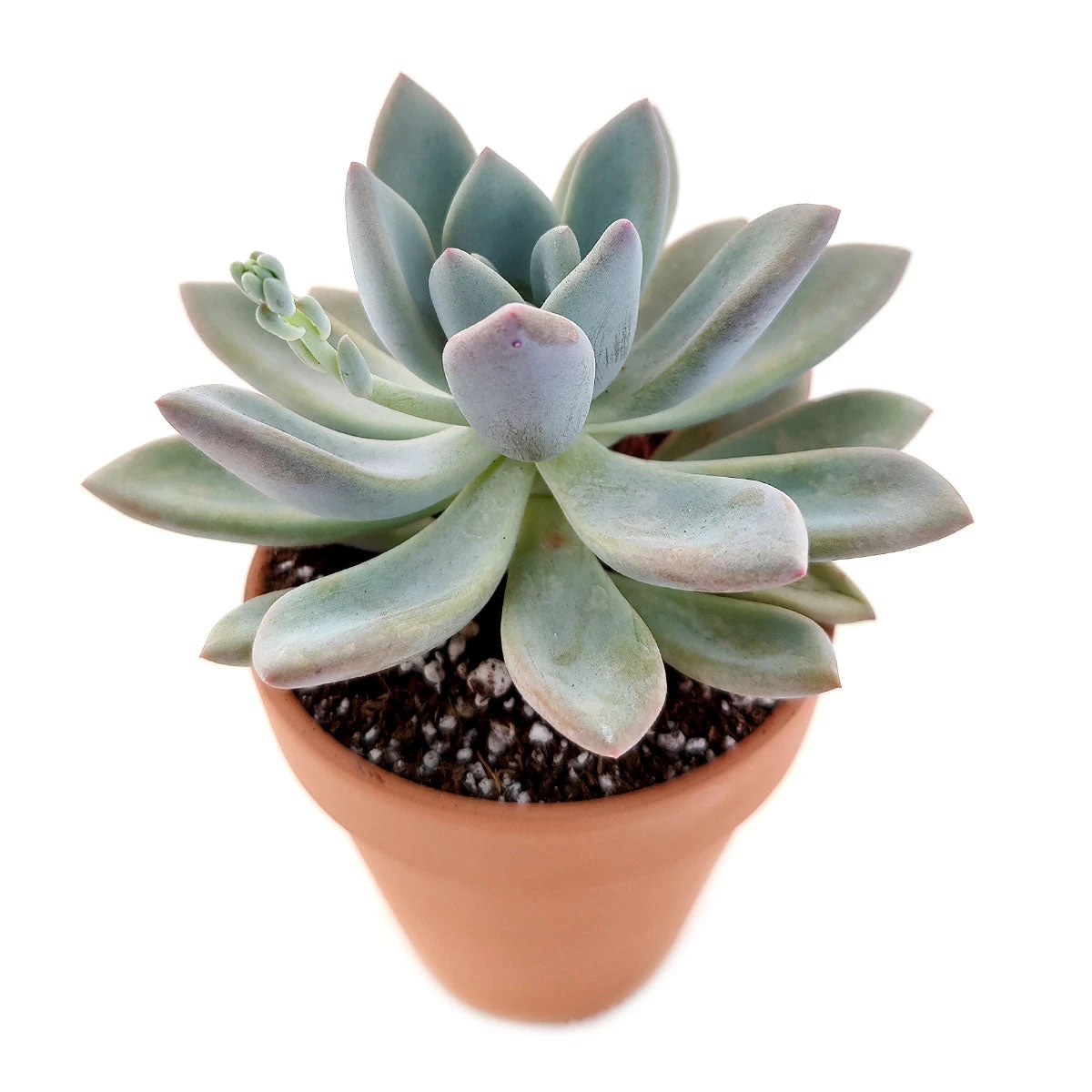 Pachyveria Haagei Succulent - Image 7