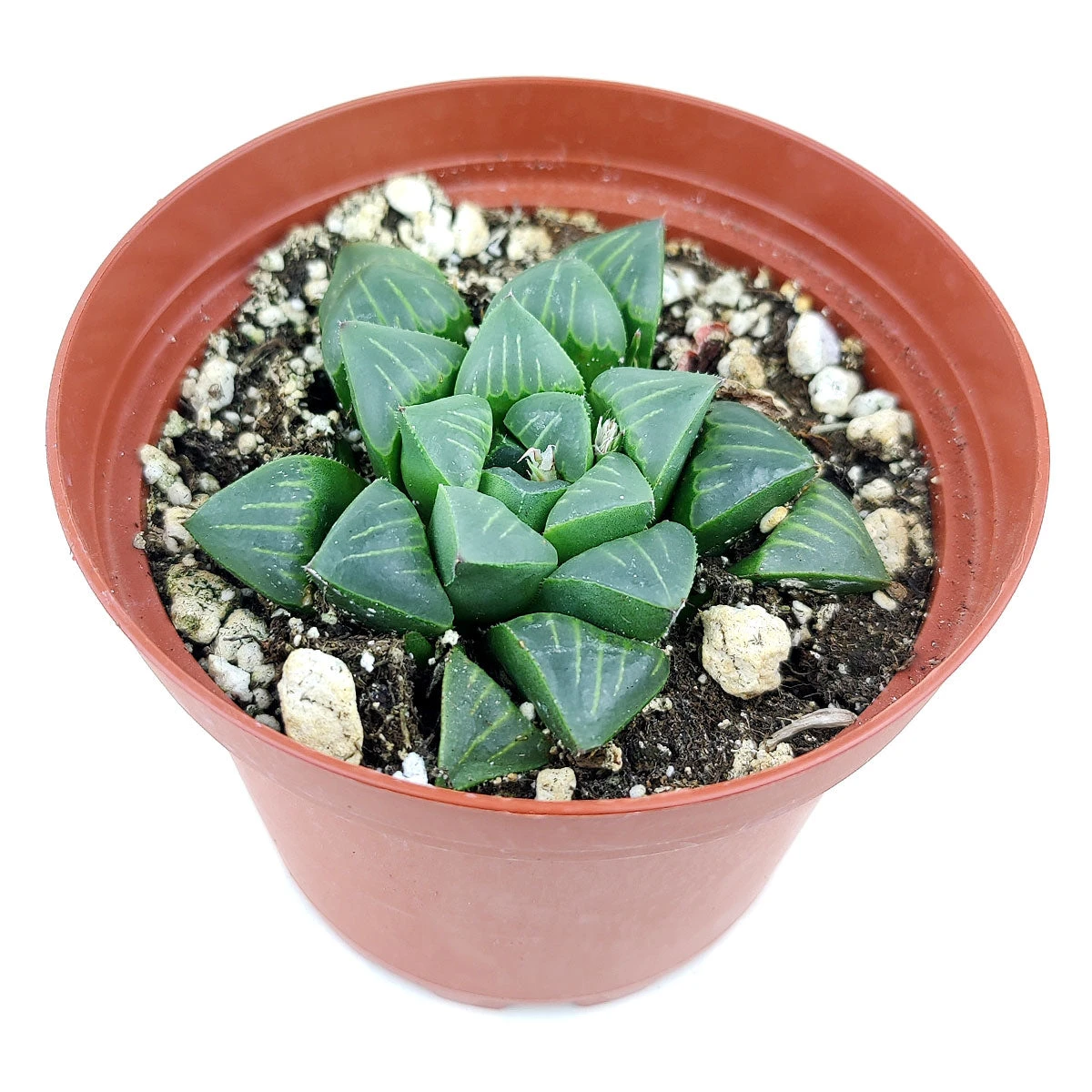 Haworthia Retusa - Image 4