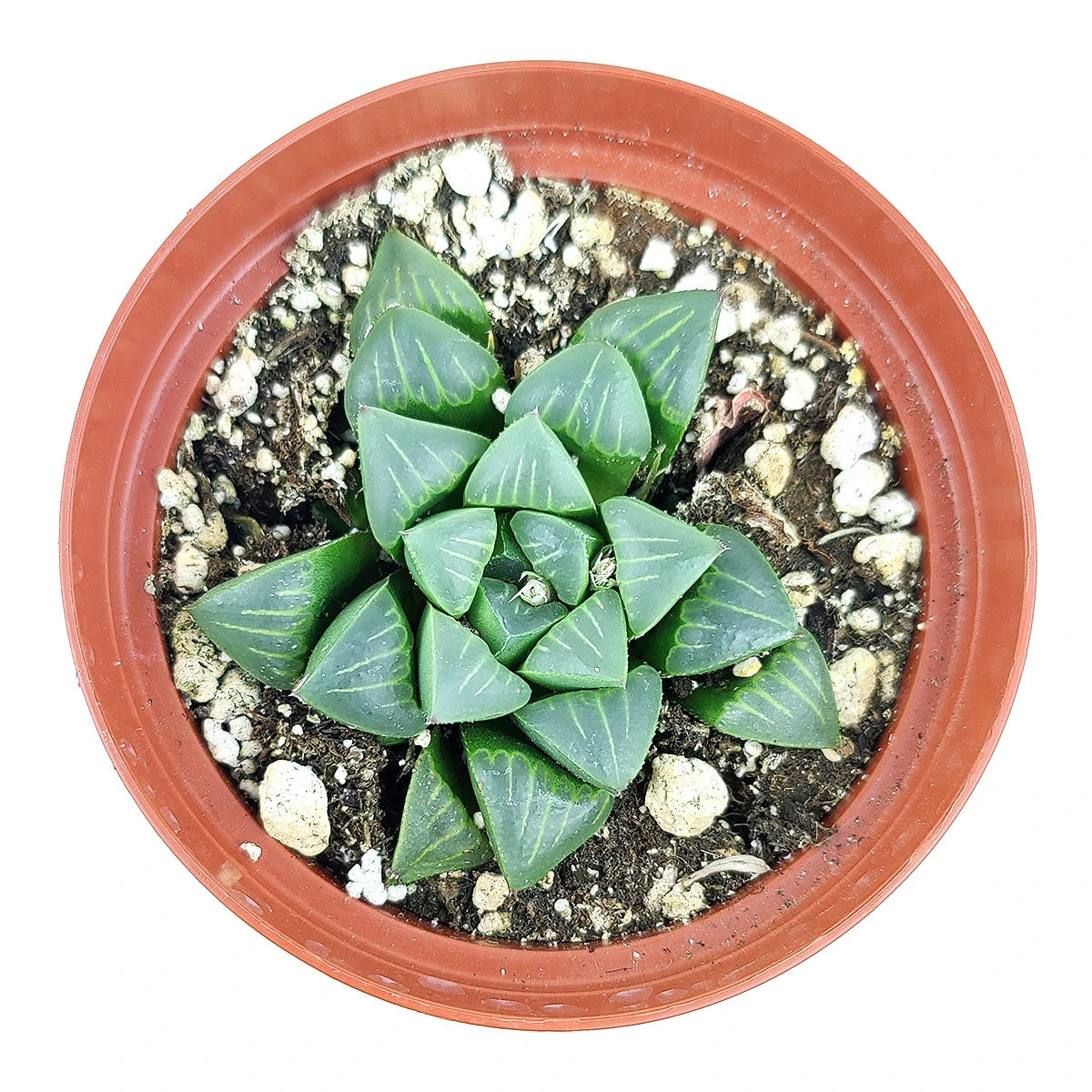 Haworthia Retusa - Image 3