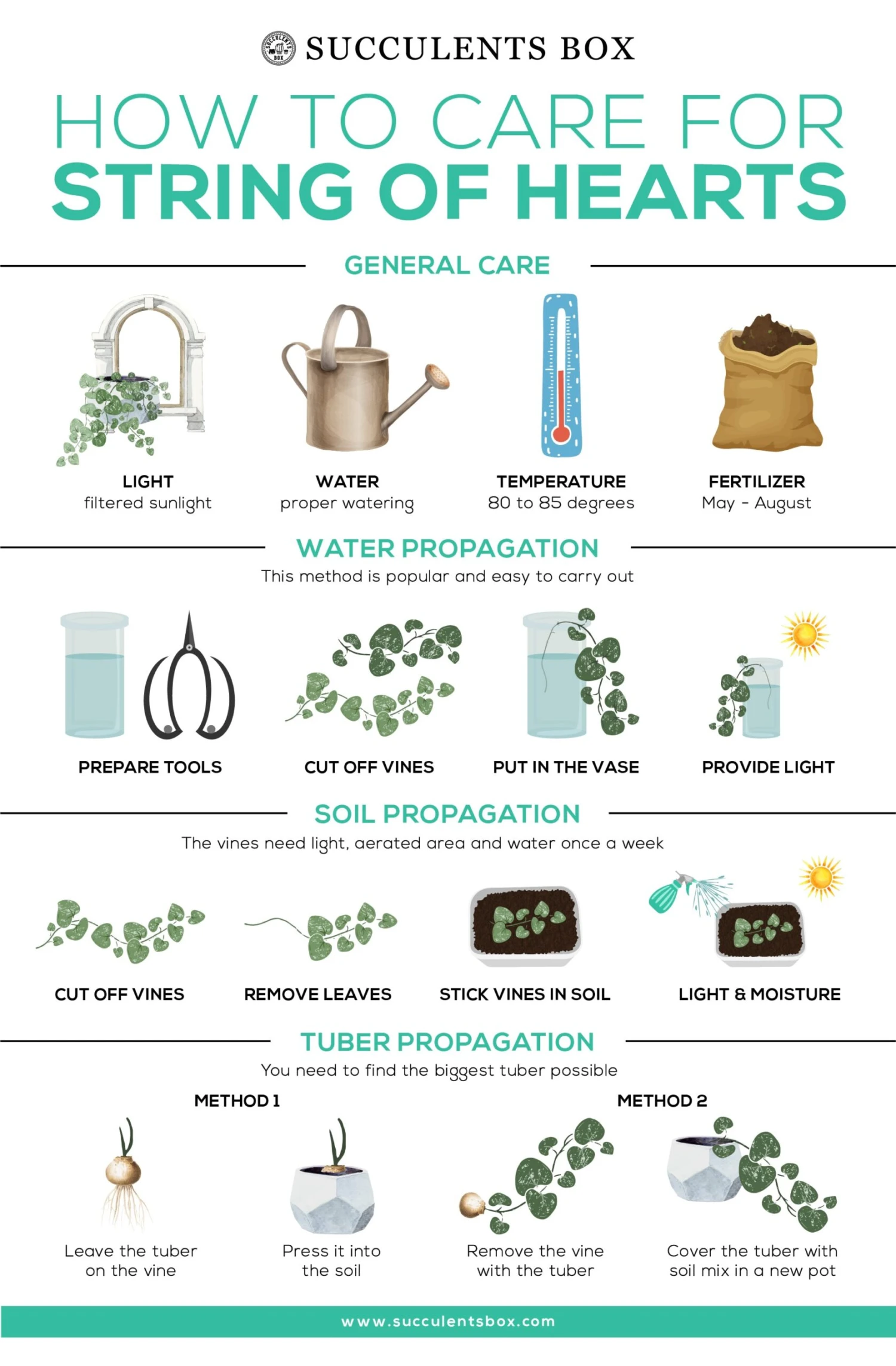 Variegated String Of Hearts - Image 10