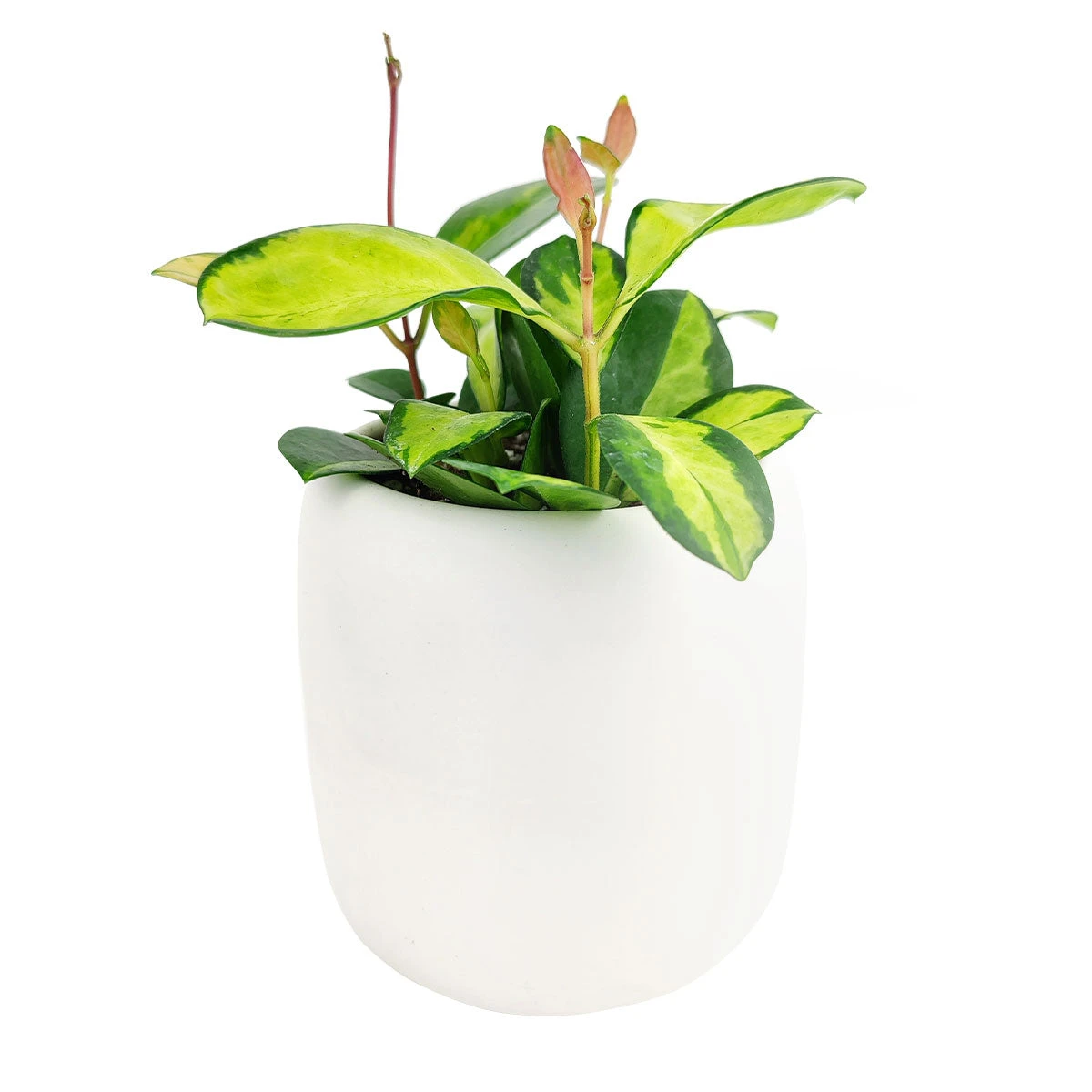 Hoya Australis Lisa - Image 5