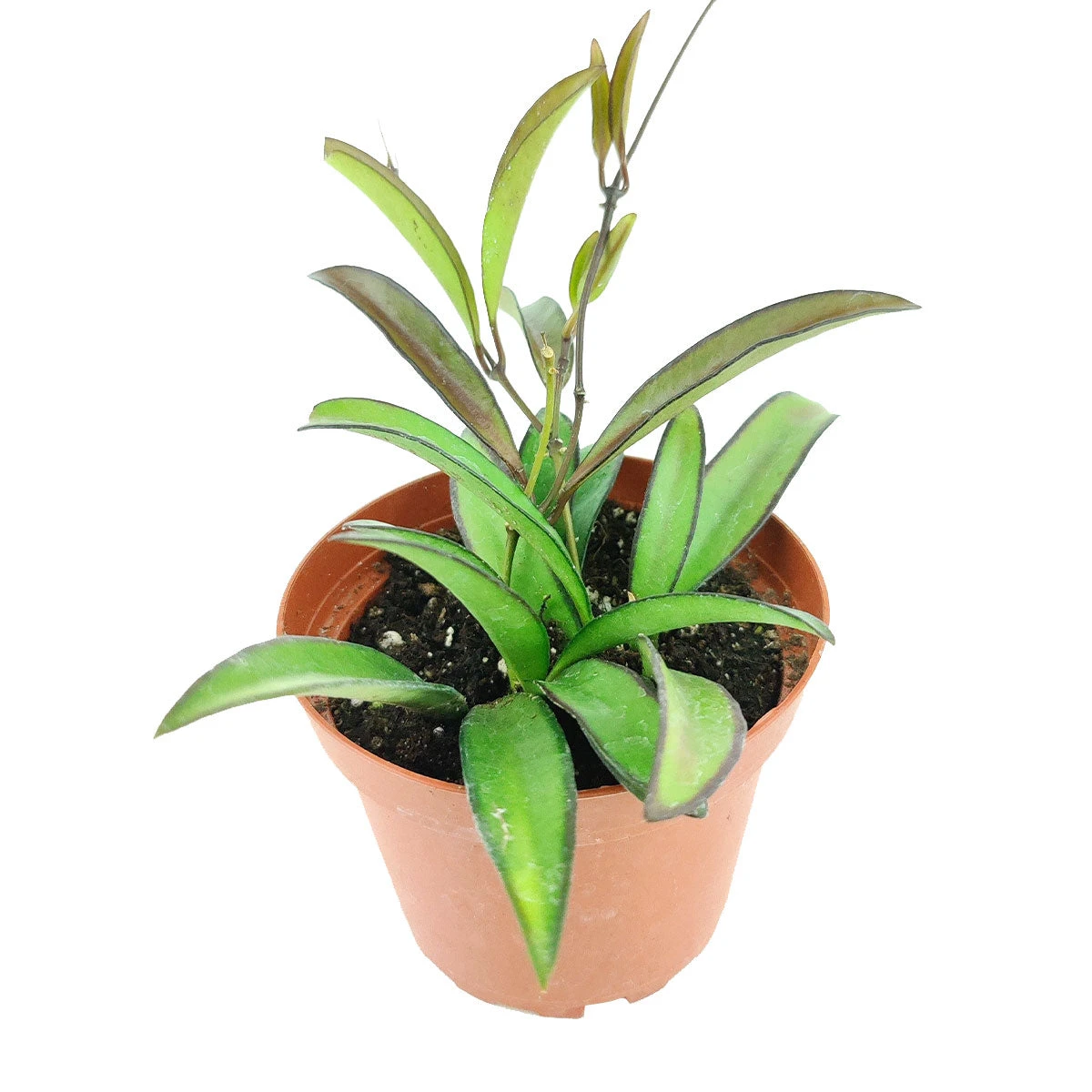 Hoya Wayetti - Image 5