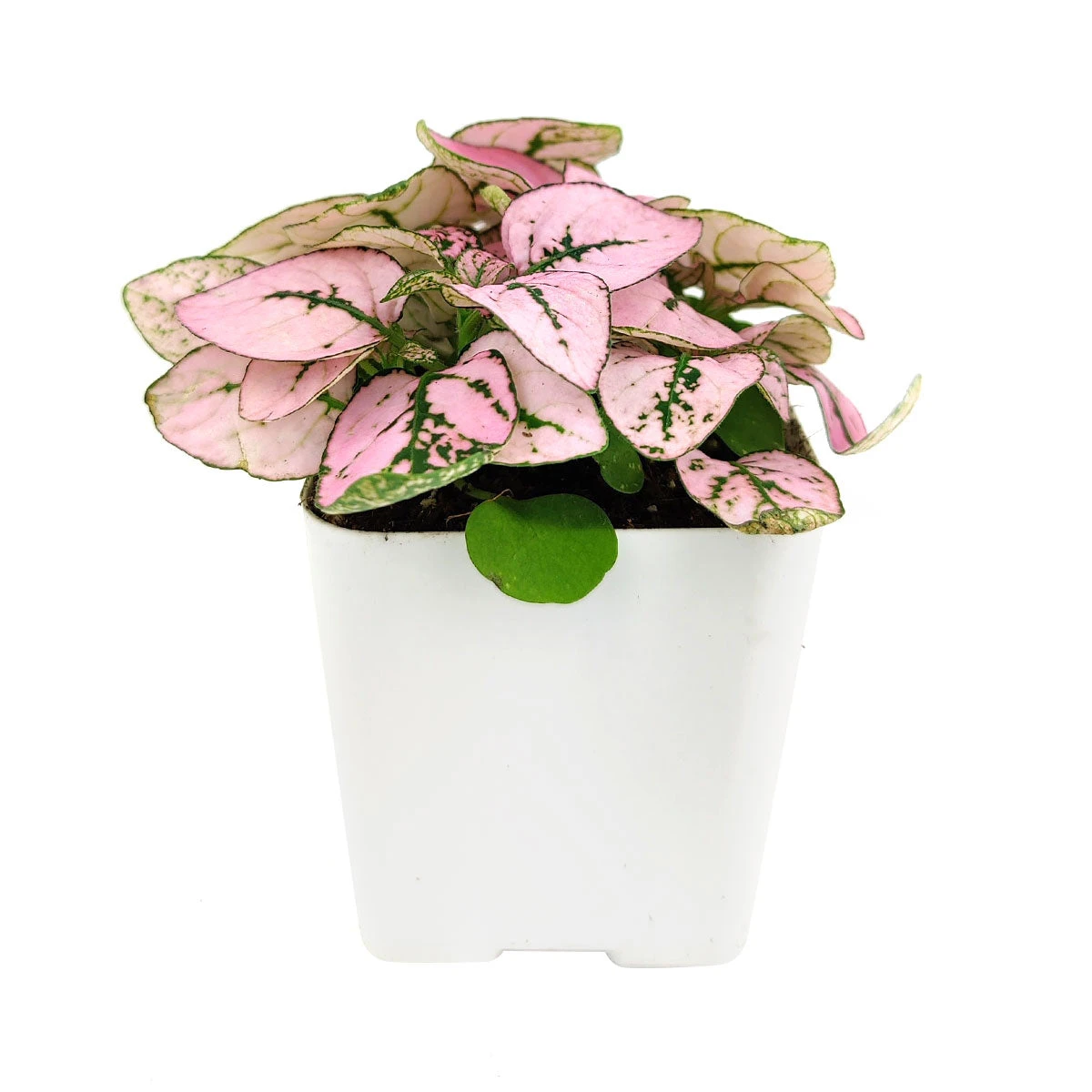 Hypoestes Phyllostachya Pink Splash - Image 2