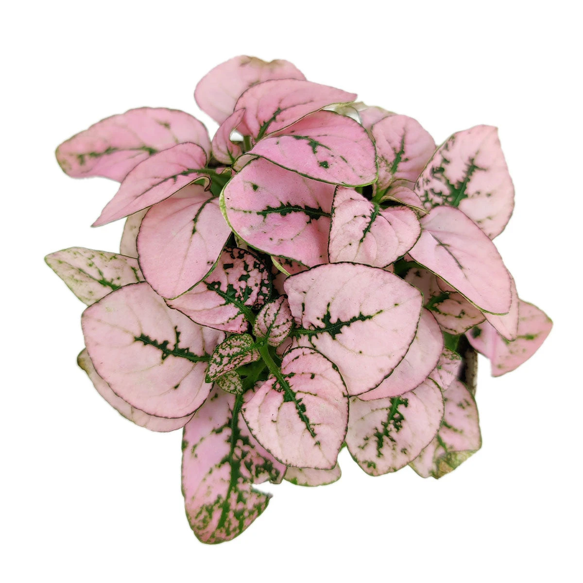 Hypoestes Phyllostachya Pink Splash - Image 3