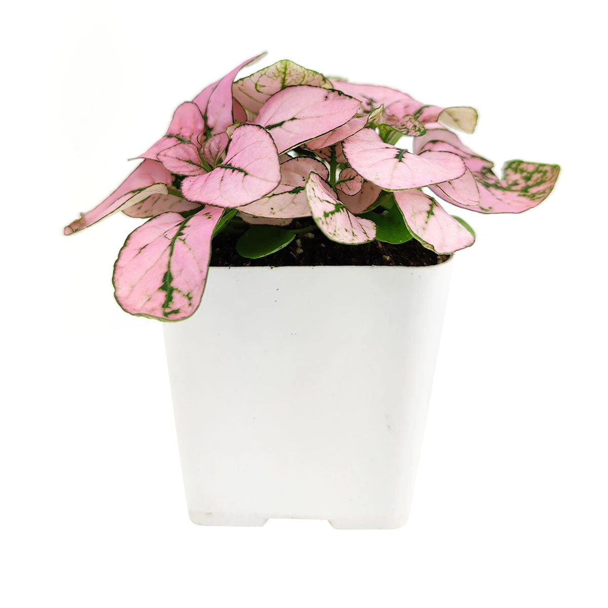 Hypoestes Phyllostachya Pink Splash - Image 4