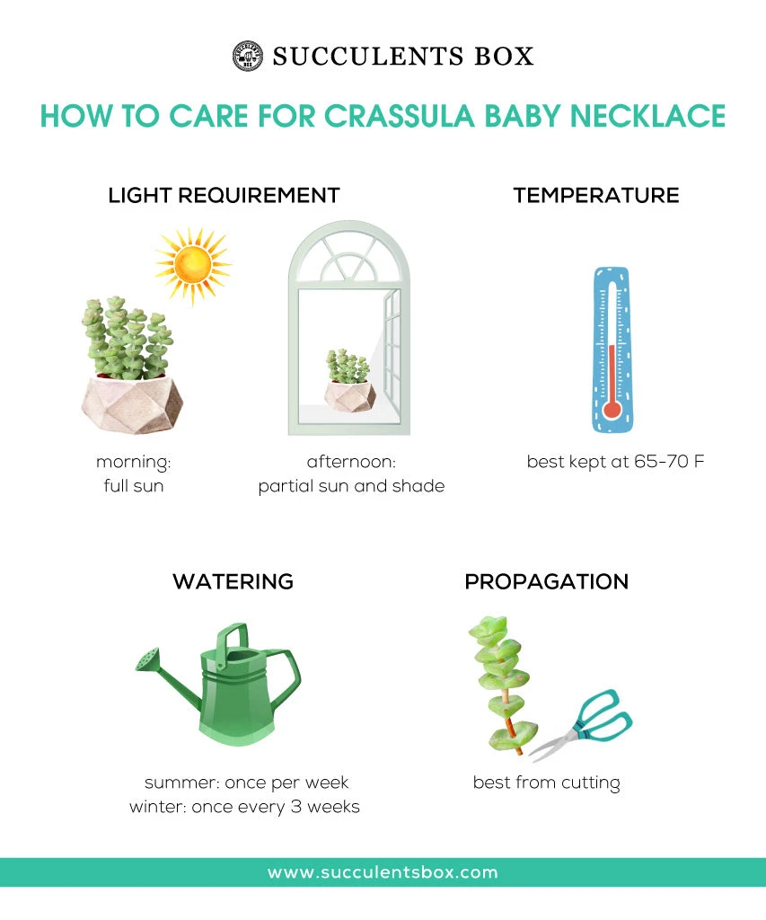 Crassula Baby Necklace - Image 11