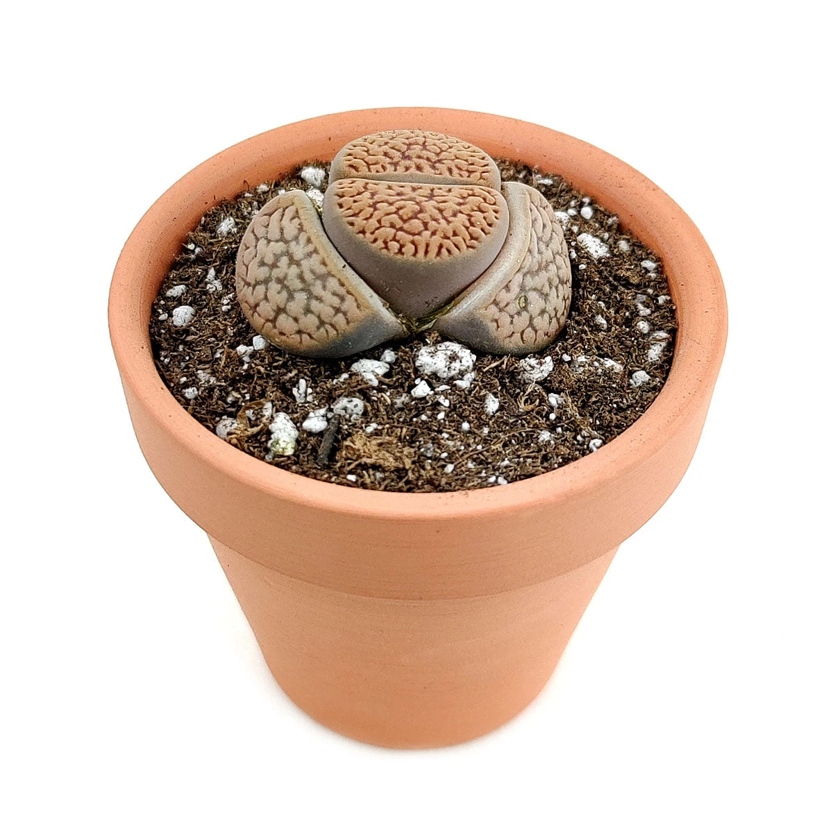 Lithops Living Stones - Image 3