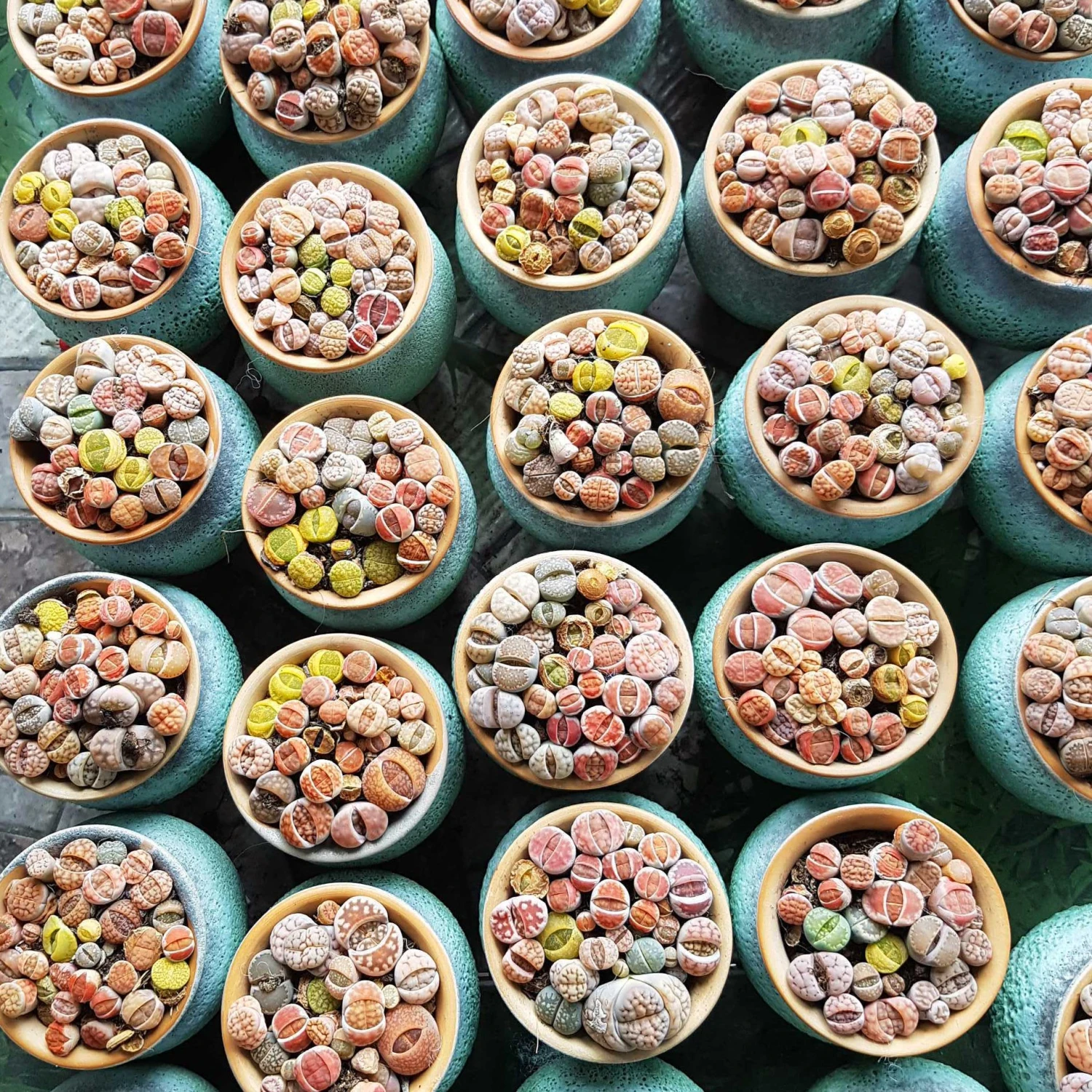 Lithops Living Stones - Image 11