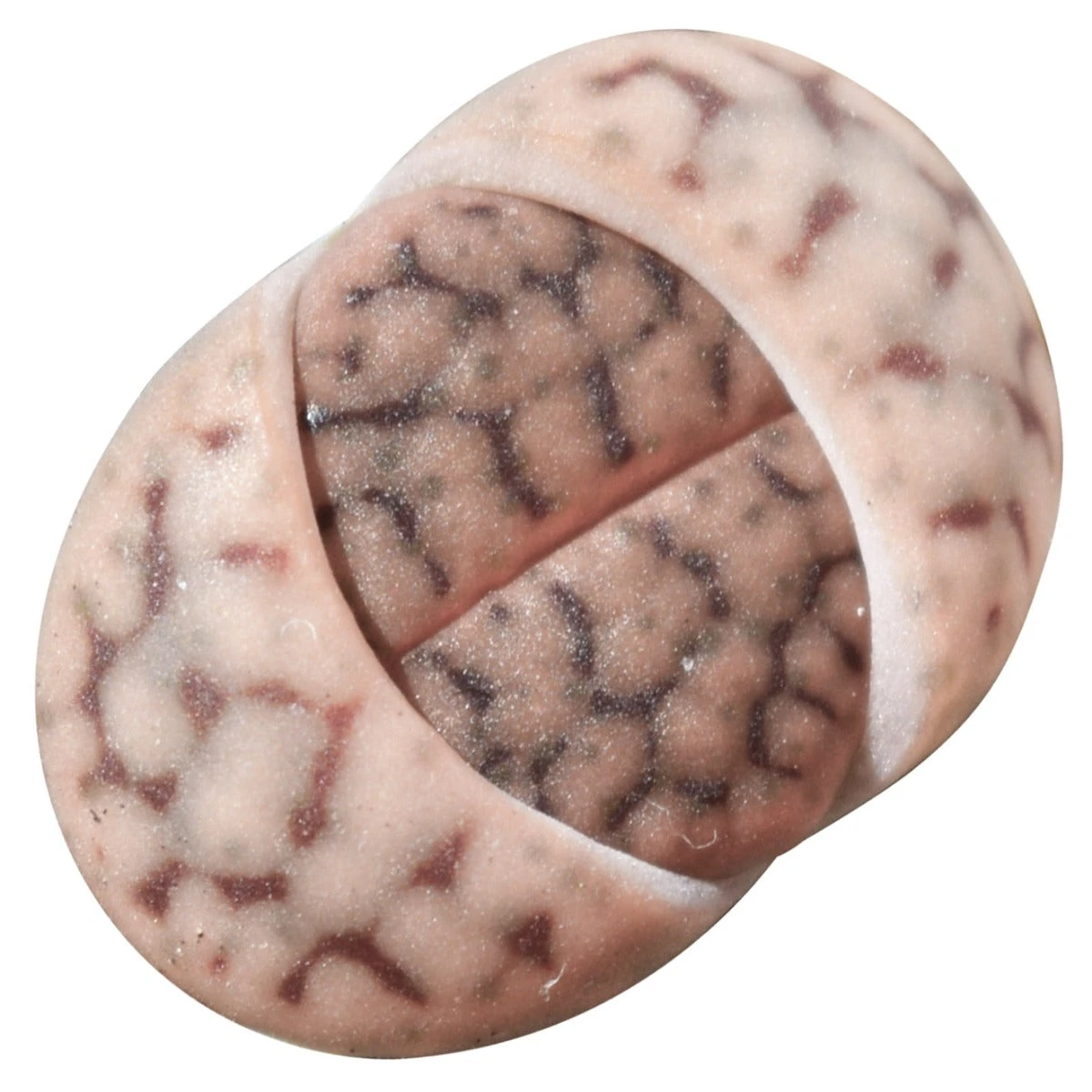 Lithops Living Stones - Image 2