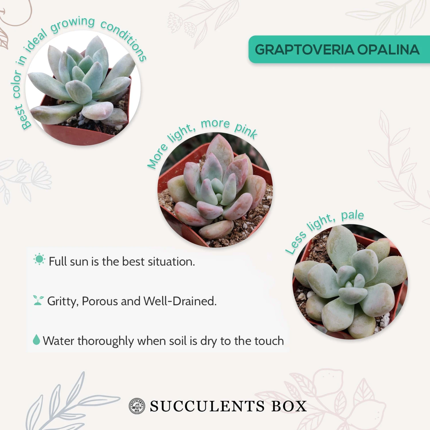 Graptoveria Opalina - Image 4