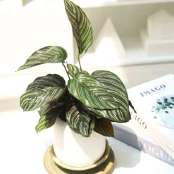 Calathea Ornata
