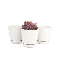 Pack Of 3 White Minimalist Ceramic Pots