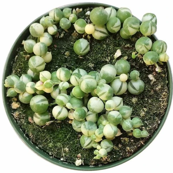 Variegated String Of Pearls - Image 7