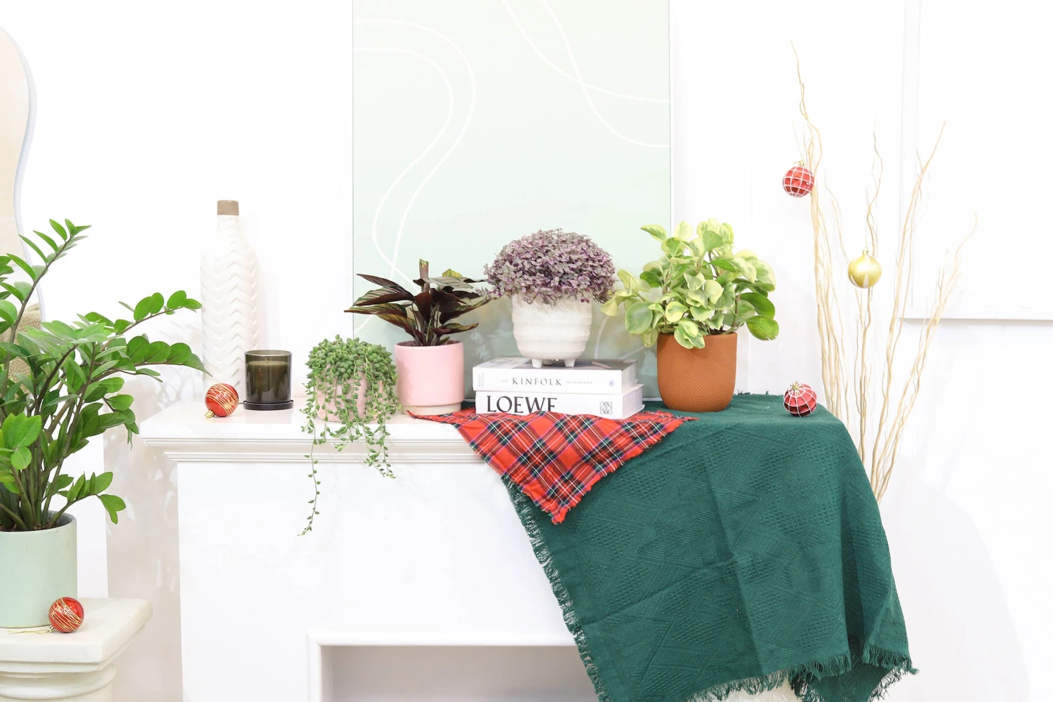 Peperomia Obtusifolia Variegata - Image 12