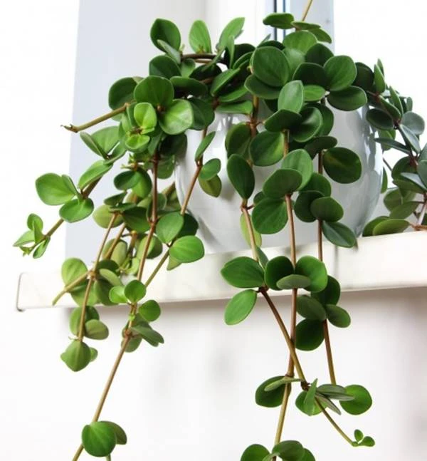 Peperomia Hope - Image 14
