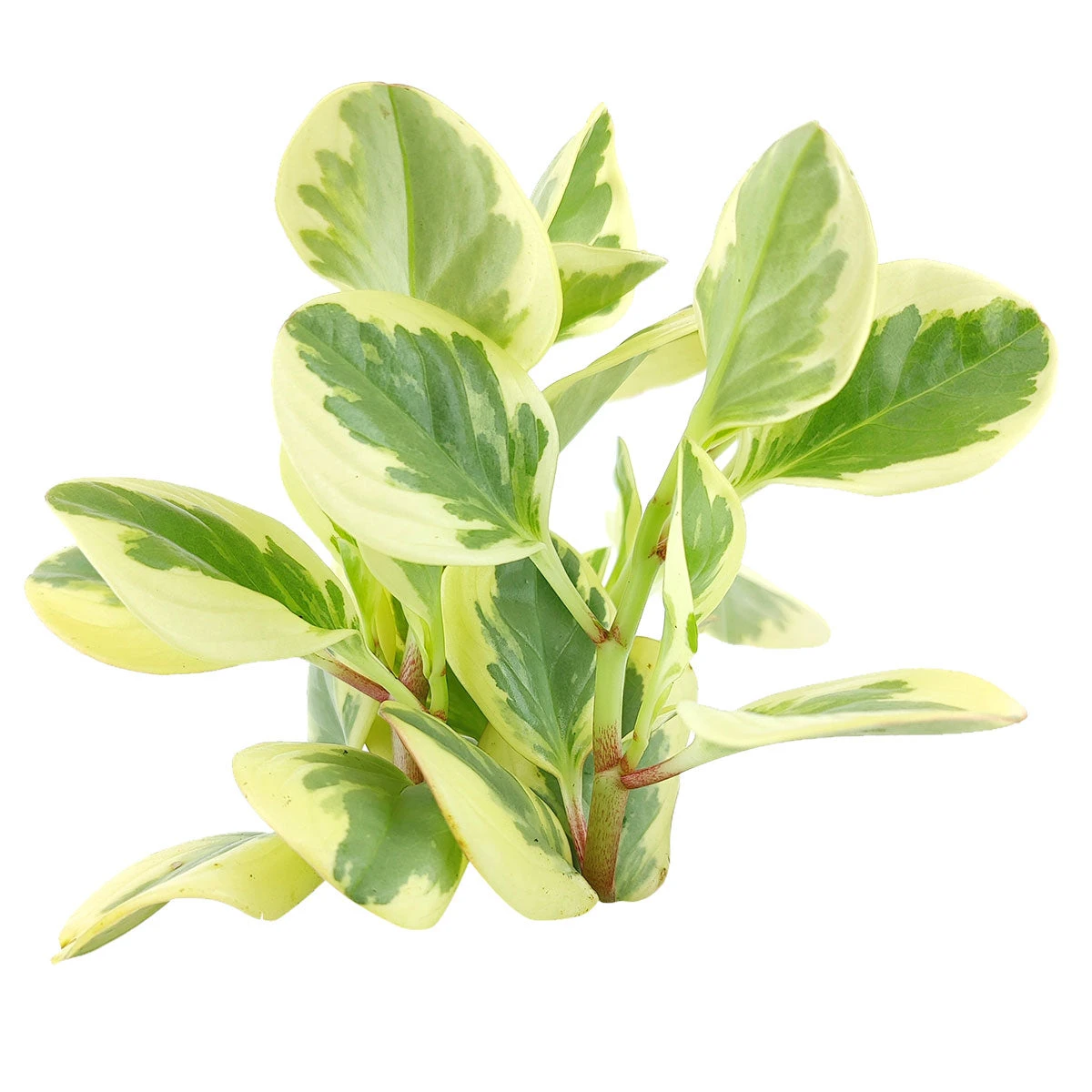 Peperomia Obtusifolia Variegata - Image 4
