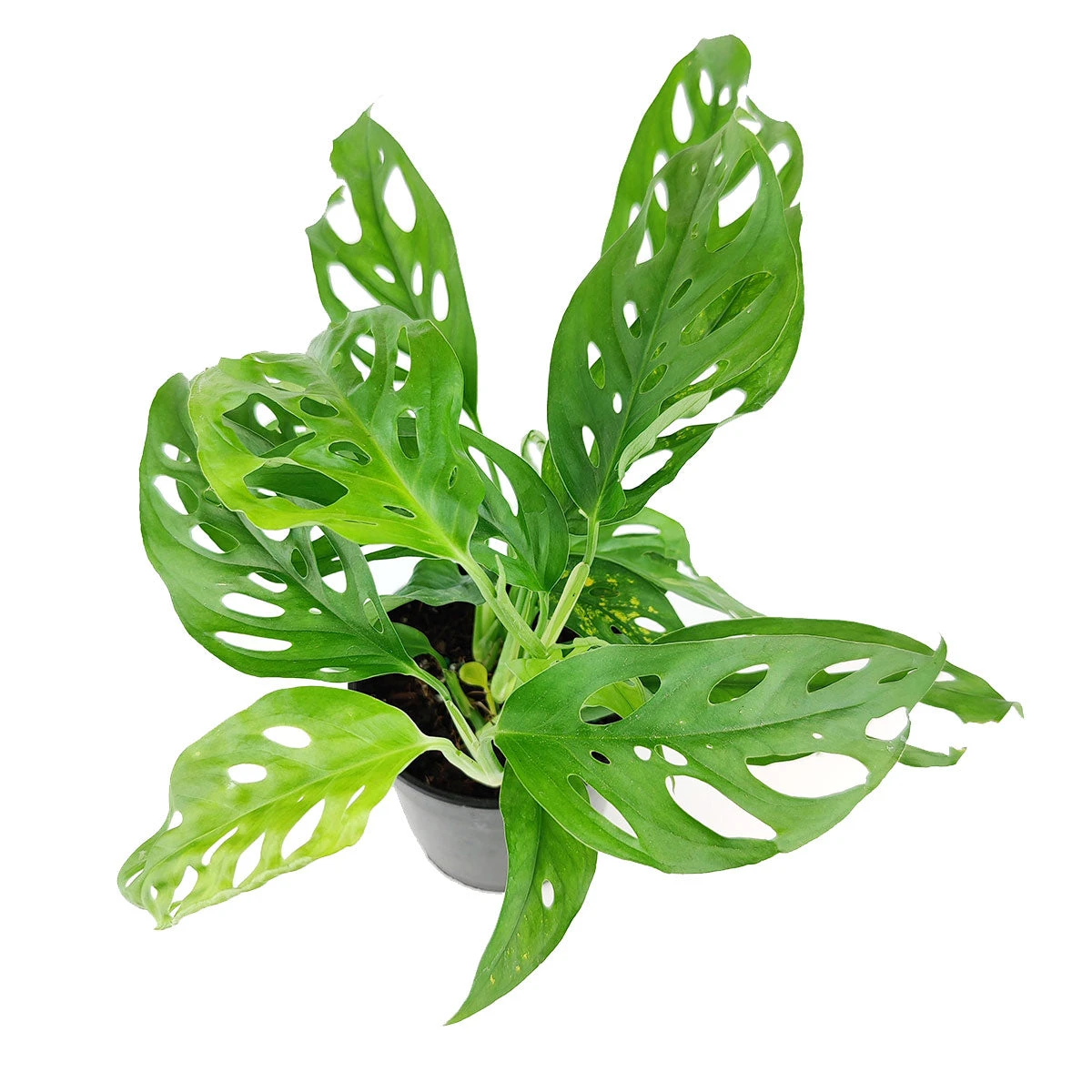 Monstera Adansonii 'Swiss Cheese' - Image 5