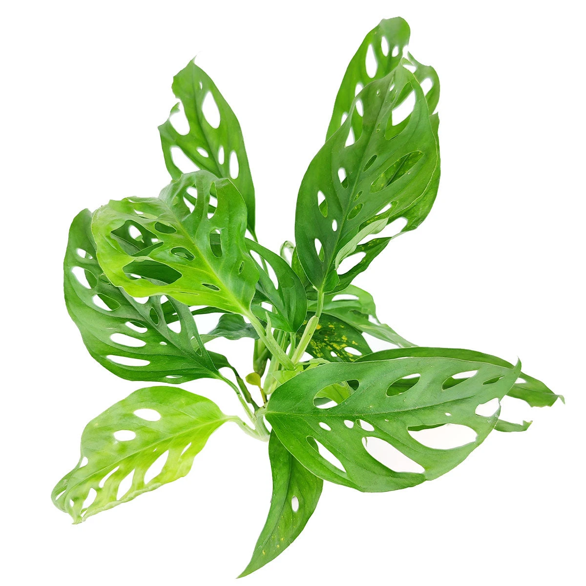 Monstera Adansonii 'Swiss Cheese' - Image 4