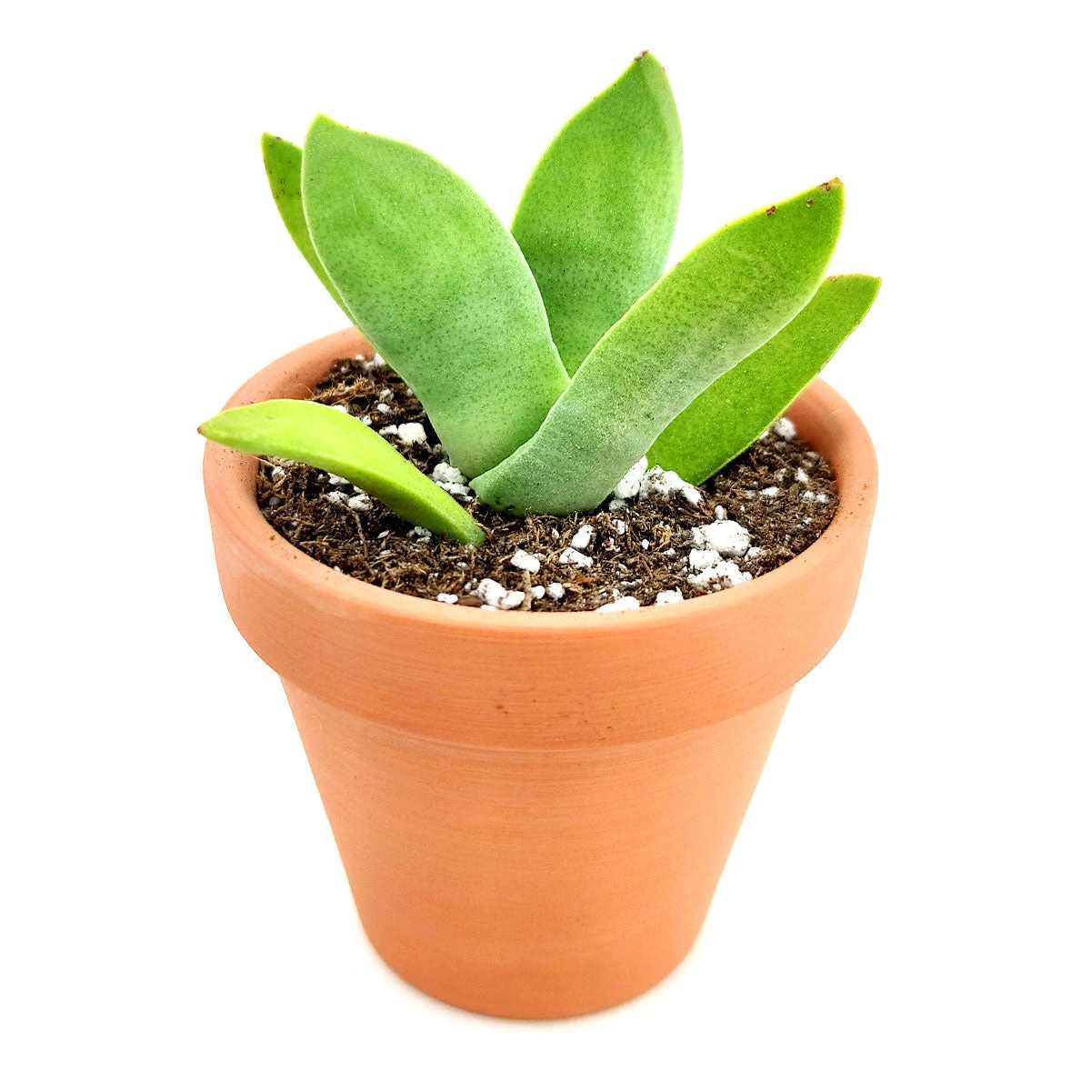 Crassula Falcata Propeller Plant - Image 2