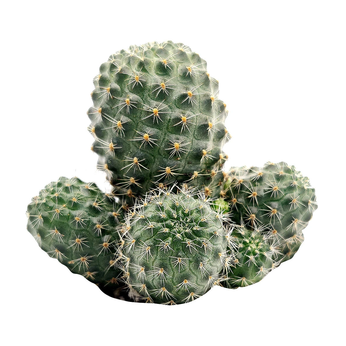 Rebutia Sanguinea - Image 3