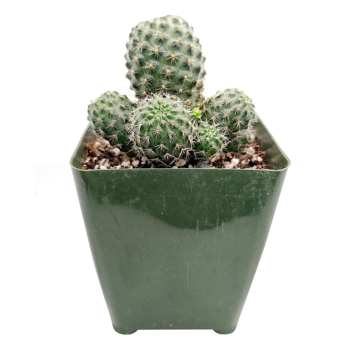 Rebutia Sanguinea - Image 2